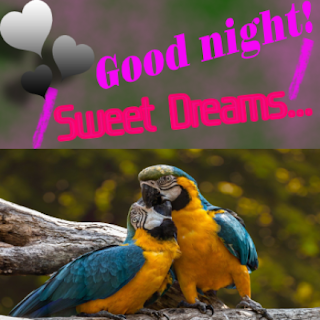 Good night! Sweet dreams!