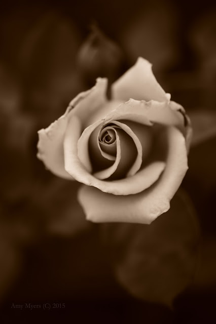 rose, amy myers photography