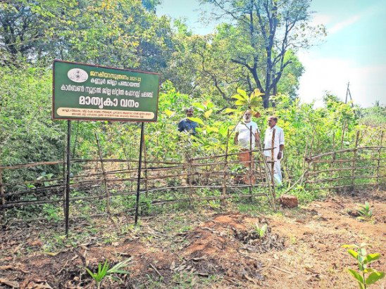 നാടിന് കുളിരേകി ജില്ലാ പഞ്ചായത്തിന്റെ ചെറുവനങ്ങൾ