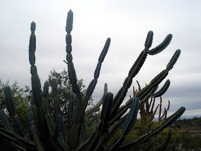 Cereus forbesii care