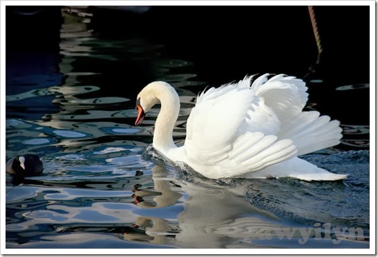 Swan at Lake Geneve Swan at Lake Geneve