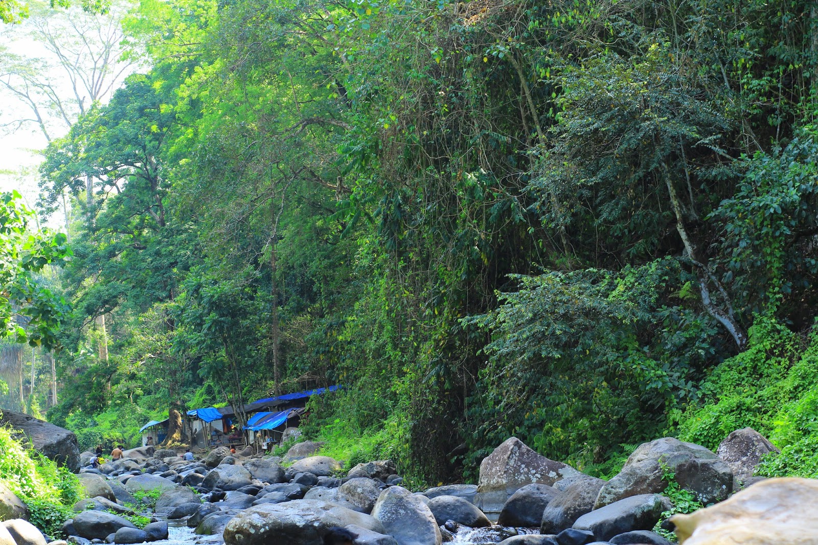 Lazwardy Journal Menjelajah Alam Sesaot Forest And River