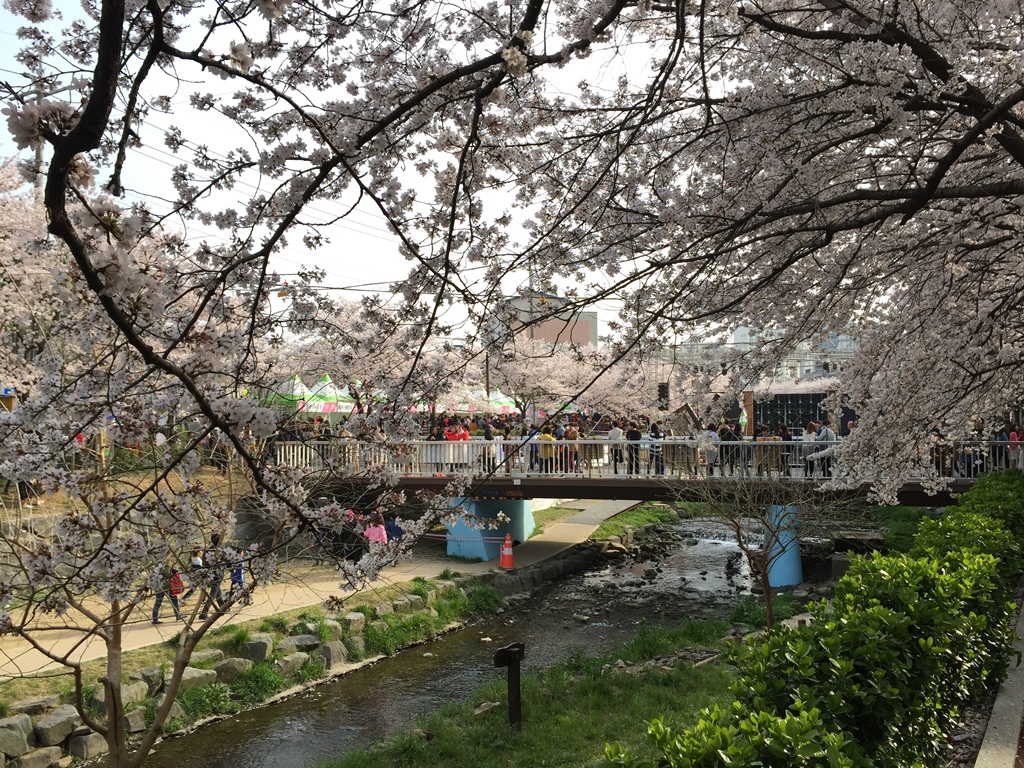 Festival Musim Bunga Sakura (Cherry Blossom) dan Percutian Musim Bunga di Korea Selatan | Tips ...