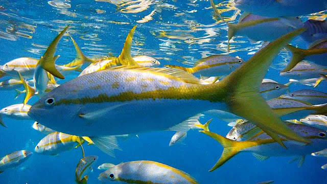 Tips dan Umpan Memancing Ikan Ekor Kuning