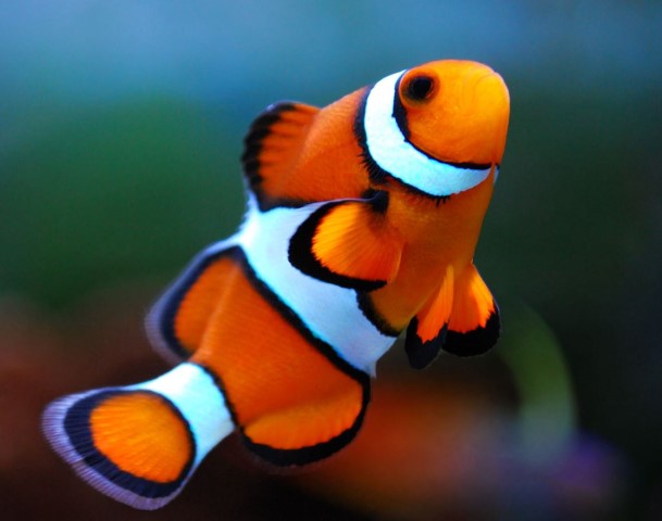 Harga Clown fish
