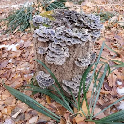 Turkey Tail Mushroom