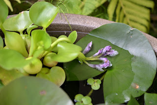 ホテイ草開花の明朝