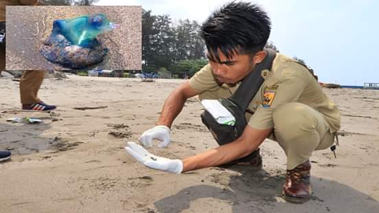 Dinas Pertanian dan Perikanan Kota Pariaman, Bersihkan Ubur-Ubur Yang Terdampar di Sepanjang Pantai Pariaman