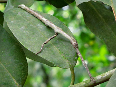 Stick Insect (Order Phasmatodea)