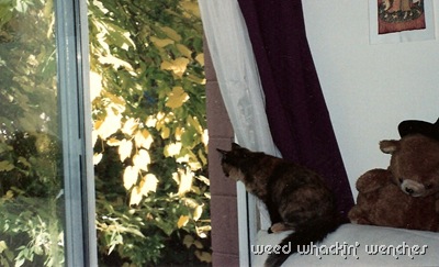 windowrev