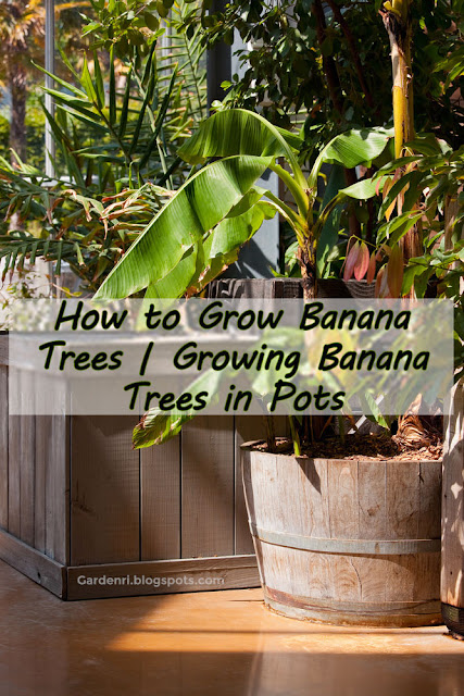 How to grow banana trees in pots