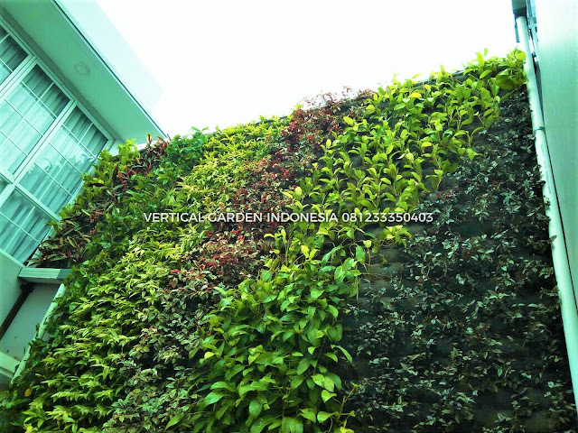 VERTICAL GARDEN INDONESIA SPESIALIS JASA PEMBUATAN VERTICAL GARDEN DI CIBUBUR DAN DI SELURUH WILAYAH CIBUBUR  DENGAN TENAGA YANG PROFESIONAL DAN DAPAT DI PERCAYA YANG SELALU MENGUTAMAKAN SEBUAH MUTU DAN KUALITAS PEMASANGAN VERTICAL GARDEN/TAMAN DINDING, JASA TUKANG TAMAN VERTICAL CIBUBUR , JASA VERTICAL GARDEN CIBUBUR 