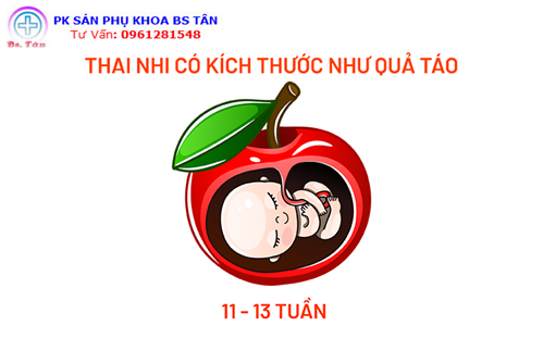 Kích thước thai nhi theo tuần