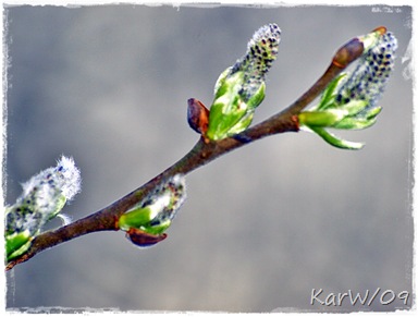 fröblomning