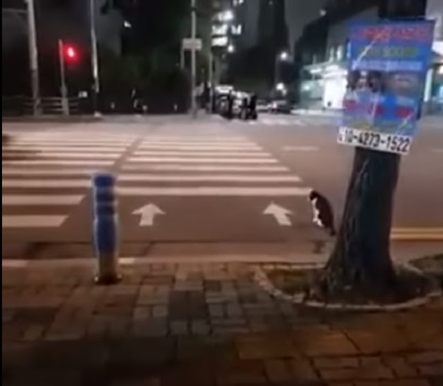 Gato espera a que el semaforo se ponga verde para cruzar las calles (VIDEO)