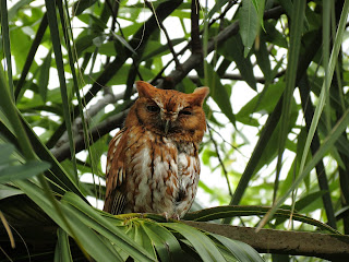 Female Eastern Screech Owl