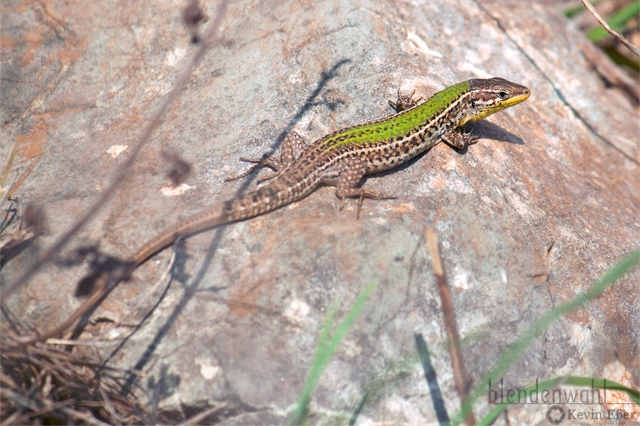Adriatic Wall Lizard - Podarcis melisellensis