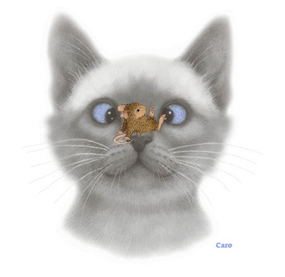 CAT with mouse on nose