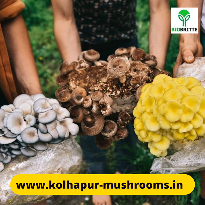 Mushroom Learning Center Kolhapur | Mushroom Training Center | Mushroom Spawn Center