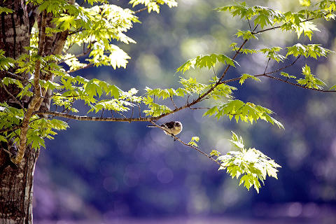 Bird-wildlife-yard-spring