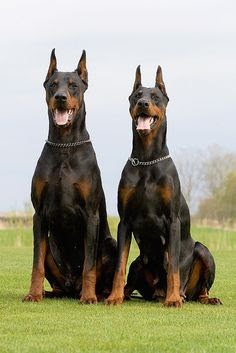 Existem duas variedades de Dobermann: o Dobermann europeu, e o Dobermann americano. O Dobermann de linhagem européia, é um cão mais robusto, sólido, forte e mais voltado para o trabalho(guarda). Já o Dobermann de linhagem americana, é mais leve, elegante, e mais voltado para exposições caninas. A imensa maioria dos exemplares brasileiro, é composto por Dobermanns de linhagem americana.