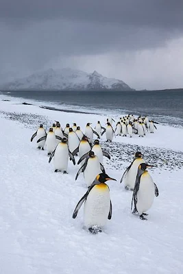 Já os pinguins, com seu jeito desajeitado e charmoso, conquistam admiradores em todo o mundo. Suas jornadas através do gelo antártico ou das praias rochosas são uma ode à resistência e à determinação. E quem pode resistir ao espetáculo de ver grupos de pinguins mergulhando graciosamente nas águas geladas ou marchando em fila, como se estivessem realizando uma parada militar?