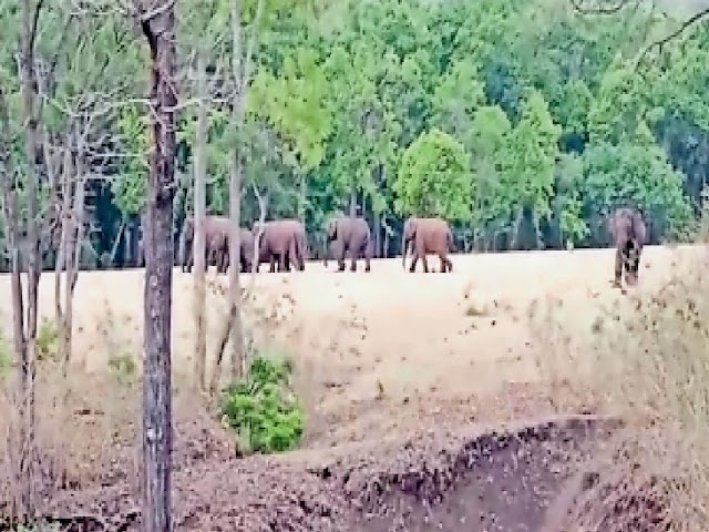 हाथियों के दल का सफर जारी : सुरक्षित रहवास ढूंढने निकला हाथियों का दल,दल में दो बच्चे और 7 व्यस्क हाथी बताए जा रहे हैं, The journey of the elephant continues