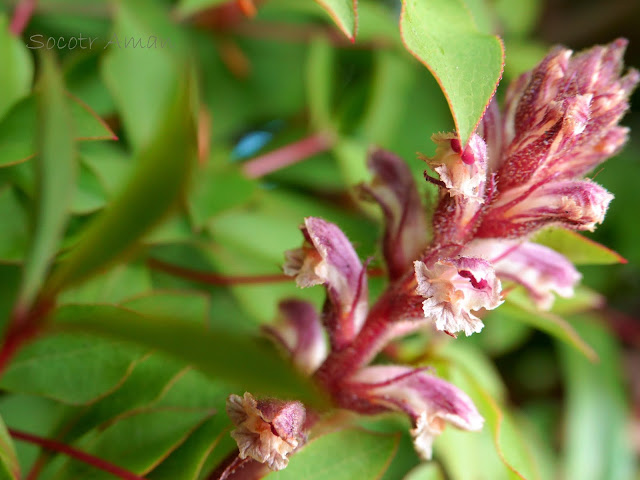 Orobanche minor