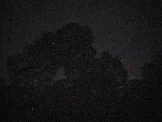 樹上一閃一閃的螢火蟲