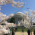 [DC] National Cherry Blossom Festival