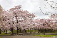 北海道の桜