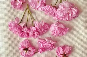 cherry blossom on kitchen roll