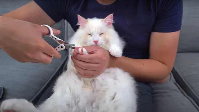 Safely Trimming Your Cat's Nails: Expert Tips for a Purr-fect Experience