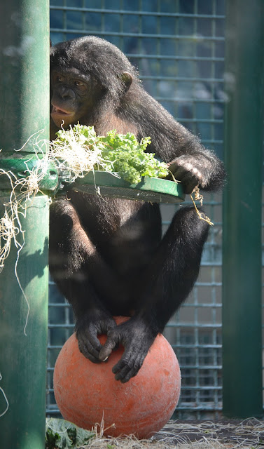 A bonobo sits on a red ball at a food-laden shelf.