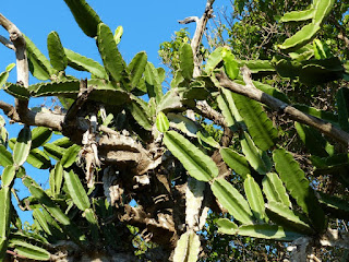 Dendrocereus nudiflorus