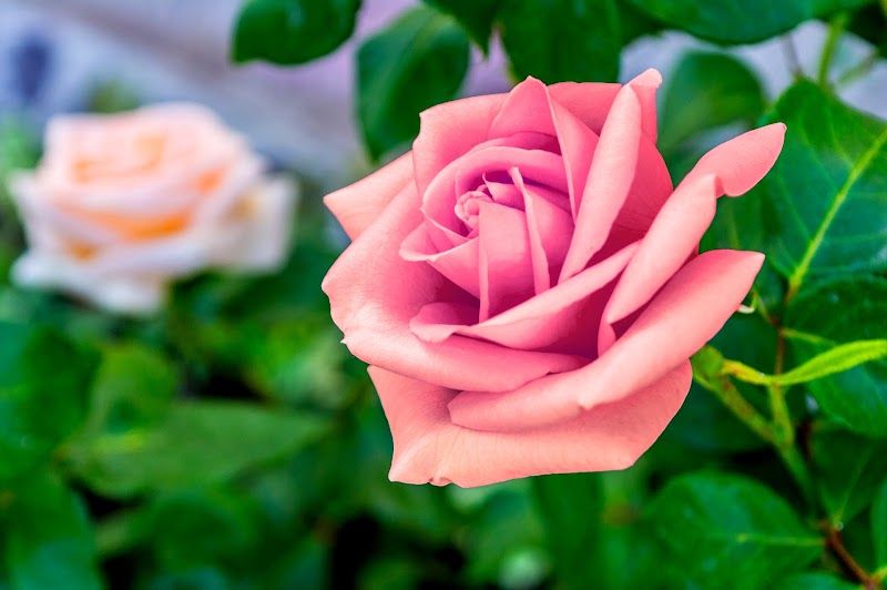 12+ Gambar Bunga Mawar Warna Pink