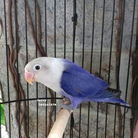 Gambar Jual Burung Lovebird Klep Pasangan Siapan Blue 