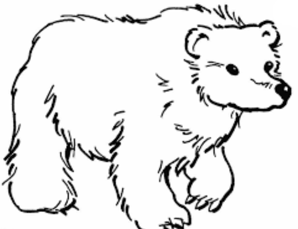 Belajar mewarnai  gambar  binatang untuk anak beruang yang  