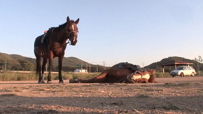 Overdramatic Horse Plays The Dead When People Try To Ride Him