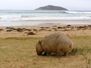 Wombat Wallpapers