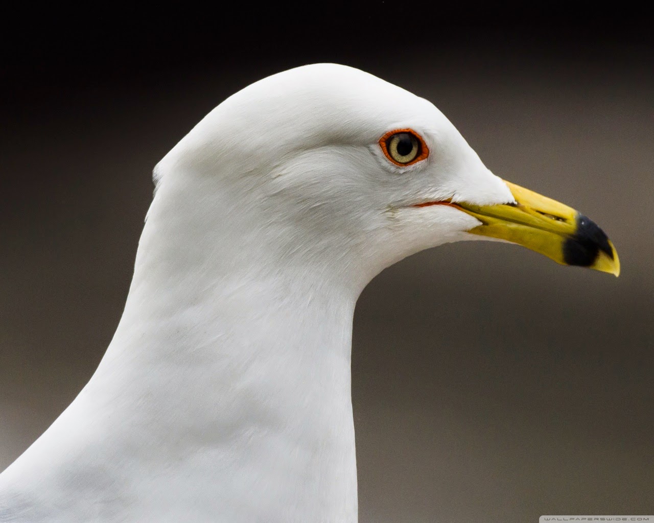 High Quality Birds Wall-papers For Computers