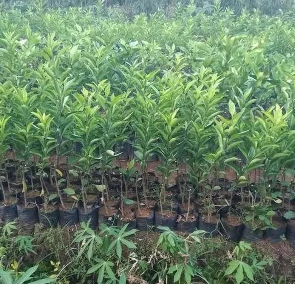 jual bibit buah jeruk keprok batu siap tanam Sulawesi Utara