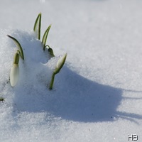 Schneeglöckchen © H. Brune