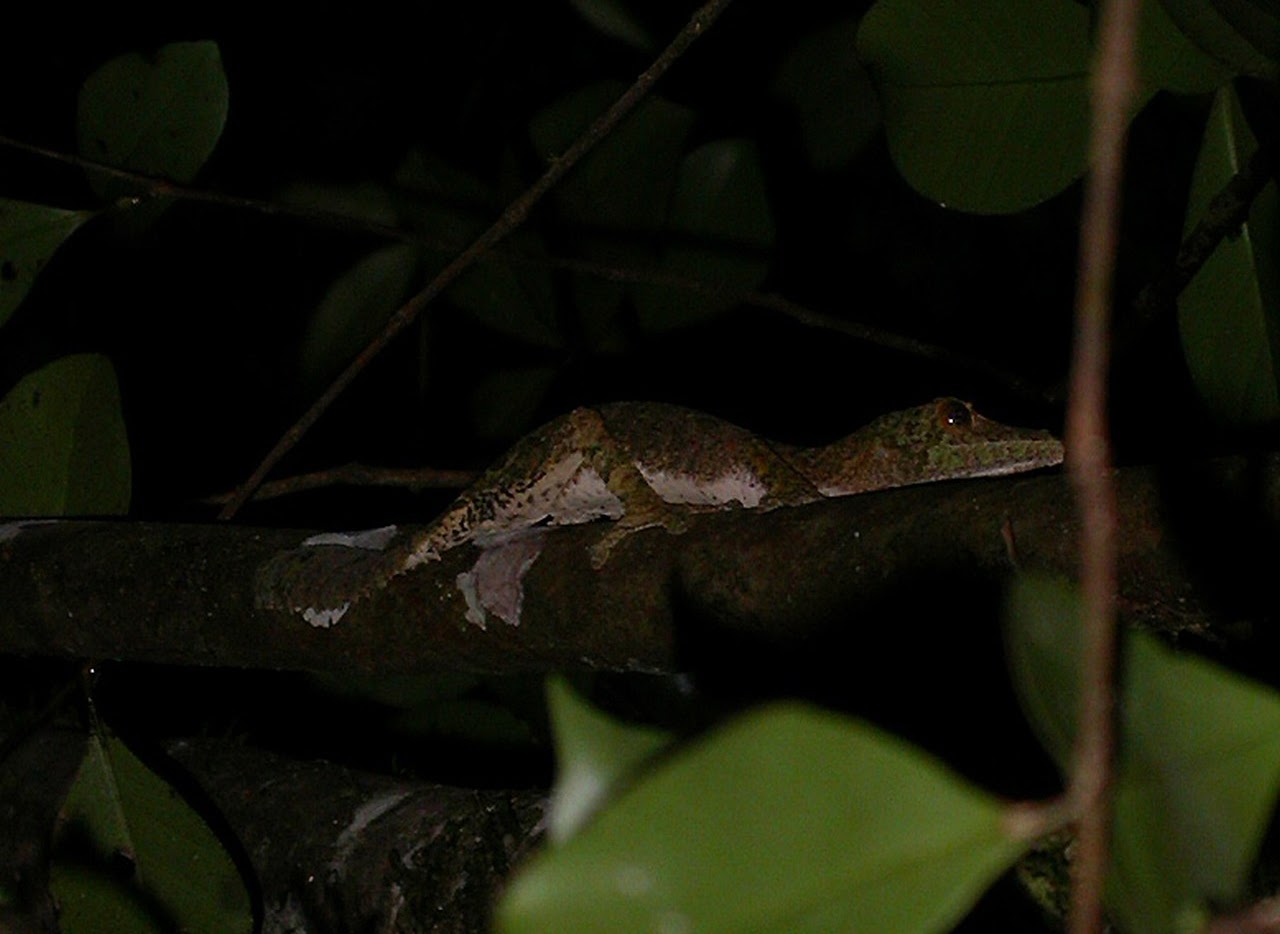 Uroplatus henkeli