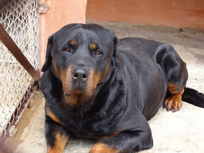 Rottweiler dog images