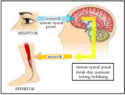 BIOLOGI GONZAGA DASAR DASAR SYARAF