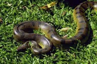 anaconda hijau