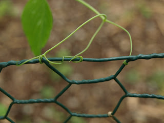 sugar snap crawlies