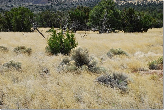 05-06-14 C Sunset Crater NM (131)
