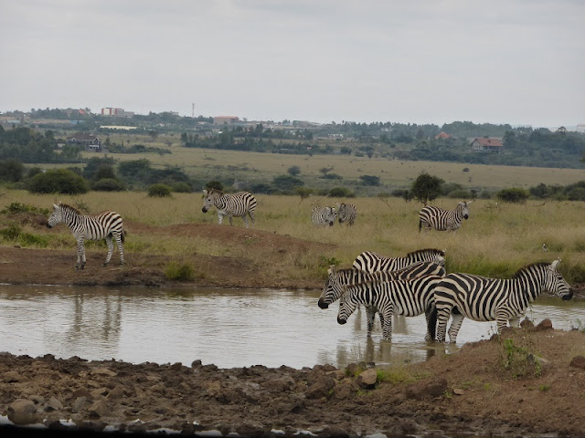 Nairobi National Park, cebras